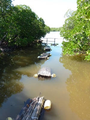 Crab farming