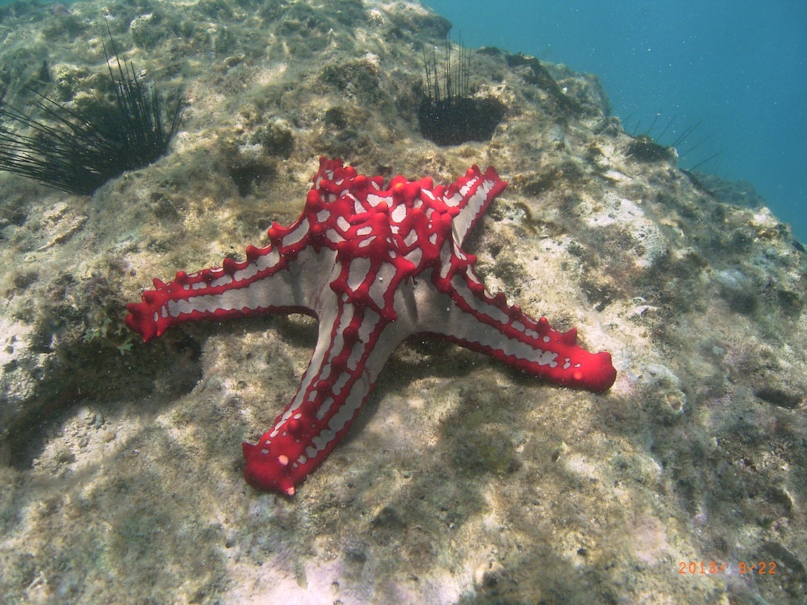 Starfish