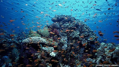 Coral Reefs