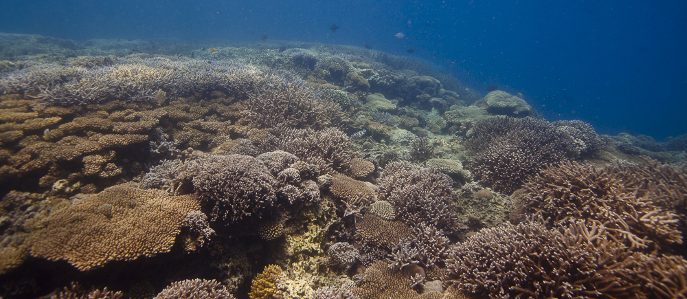 The Chumbe Island Coral Park in Zanzibar:  A Model of Financially, Ecologically and Socially Sustainable Marine Park Management