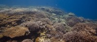 The Chumbe Island Coral Park in Zanzibar:  A Model of Financially, Ecologically and Socially Sustainable Marine Park Management