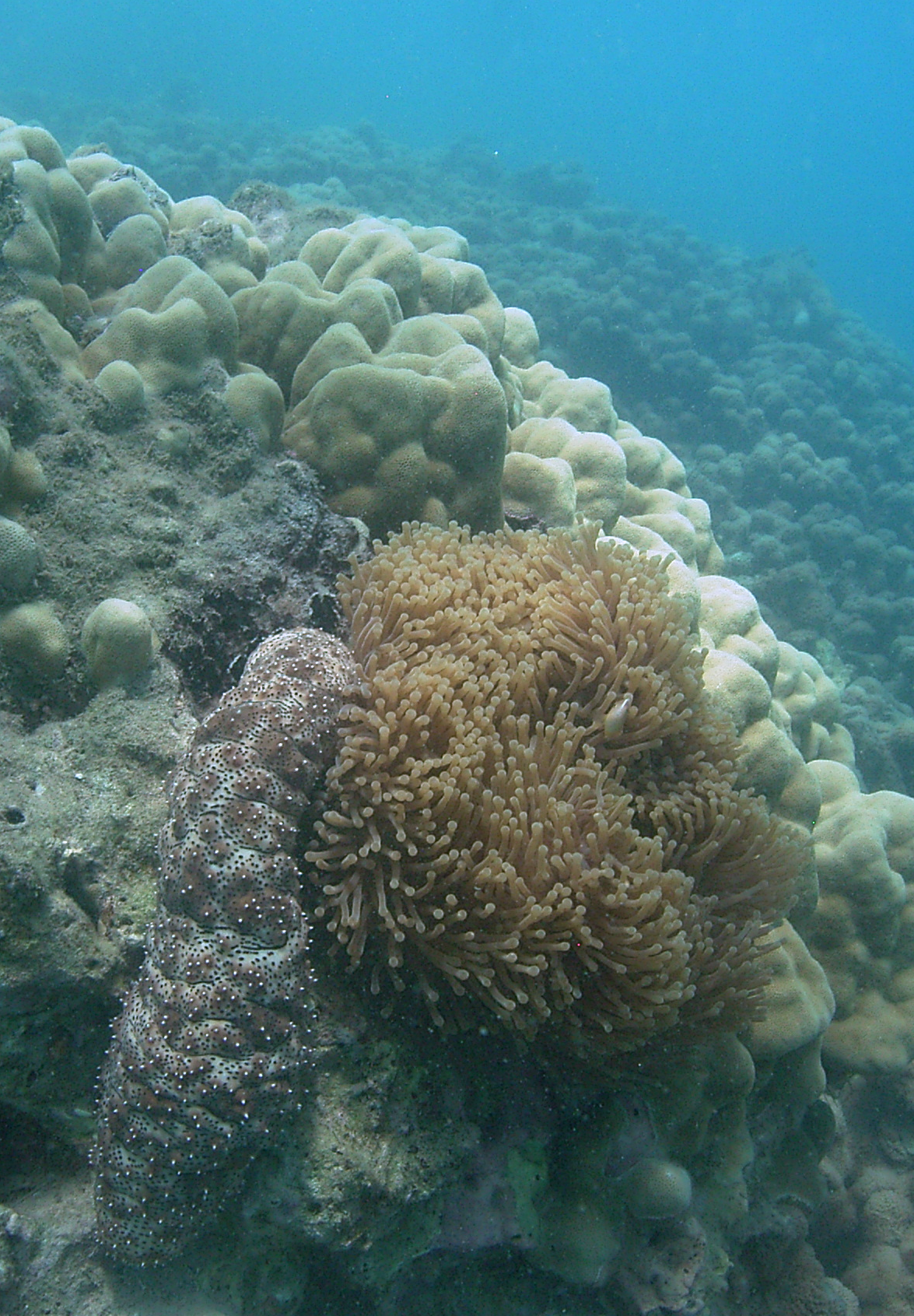 The COAST Project Working to Integrate Reef and Marine Recreation Management Principles in East Africa: Case Studies from Kenya Mozambique and Tanzania