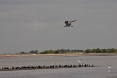 migratory birds that vist the site.jpg