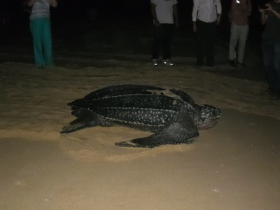 tourist viewing leatrheback turtle at night.jpg