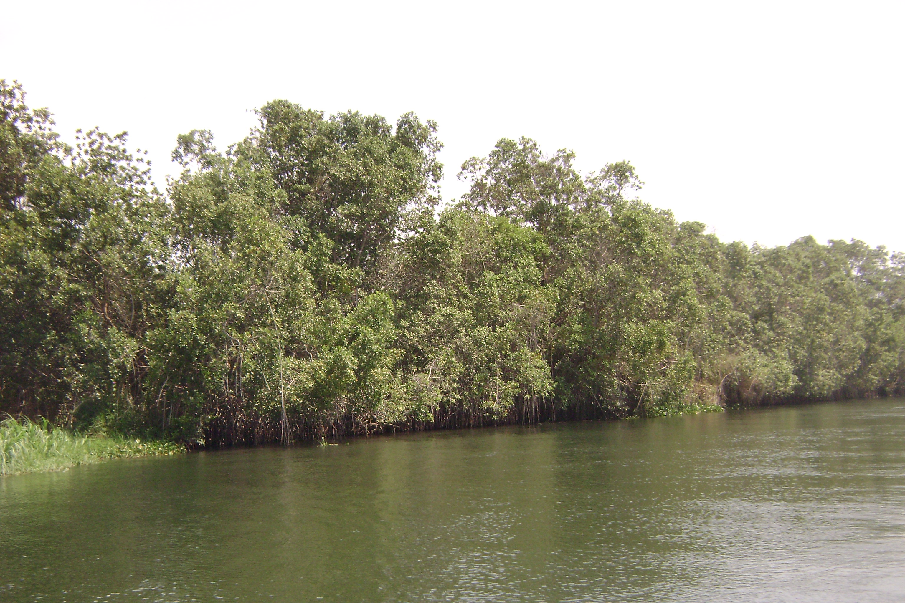 white mangroves seen at the site.jpg
