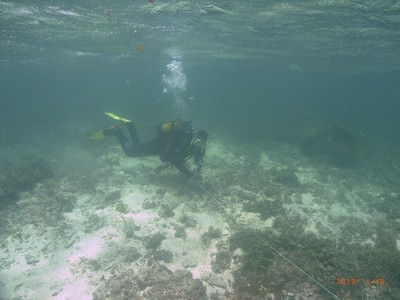 Coral Gardens Photo Transect Watamu.jpg