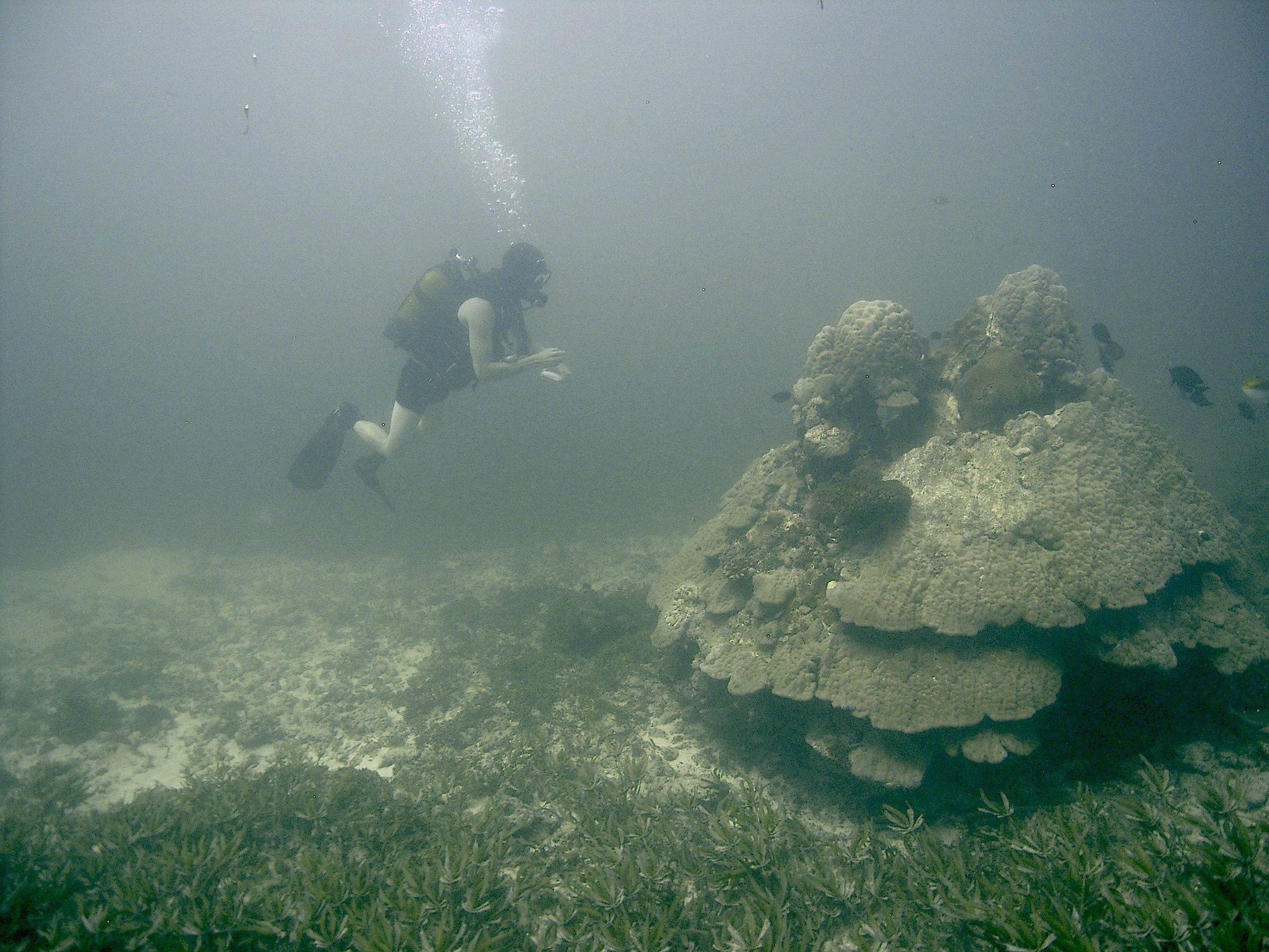 Fish Survey Watamu Photo 2.jpg