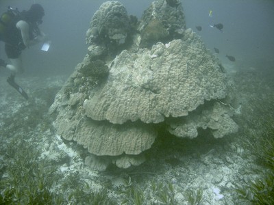 Fish Survey Watamu.jpg