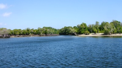 Mida creek mangroves (2).JPG