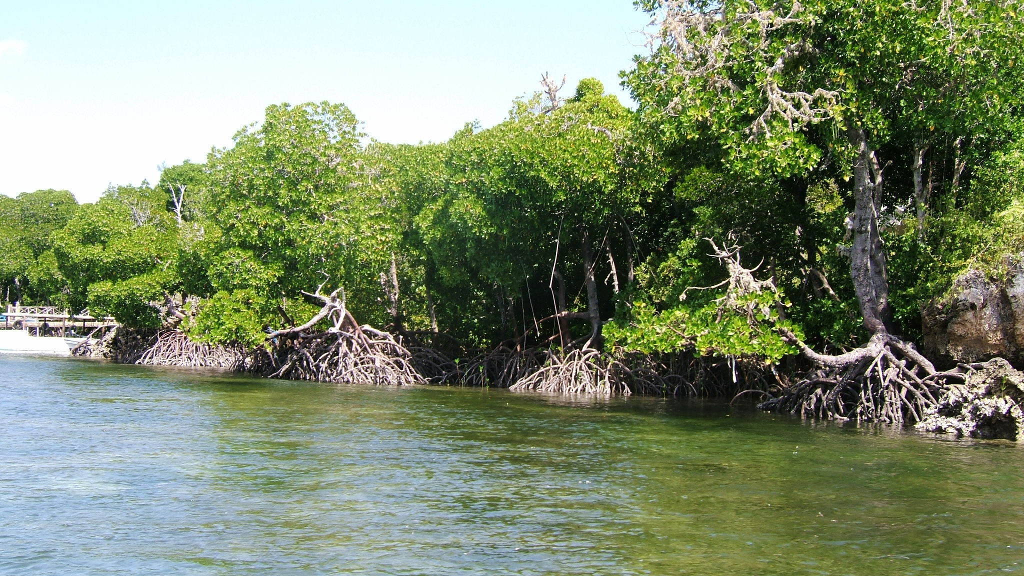 Mida creek mangroves (3).JPG