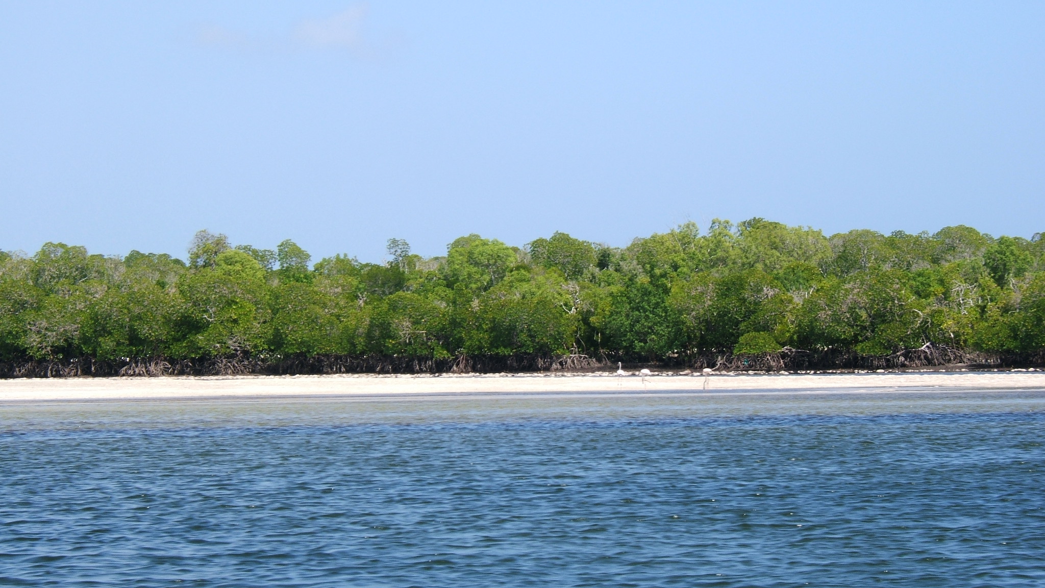 Mida creek mangroves.JPG