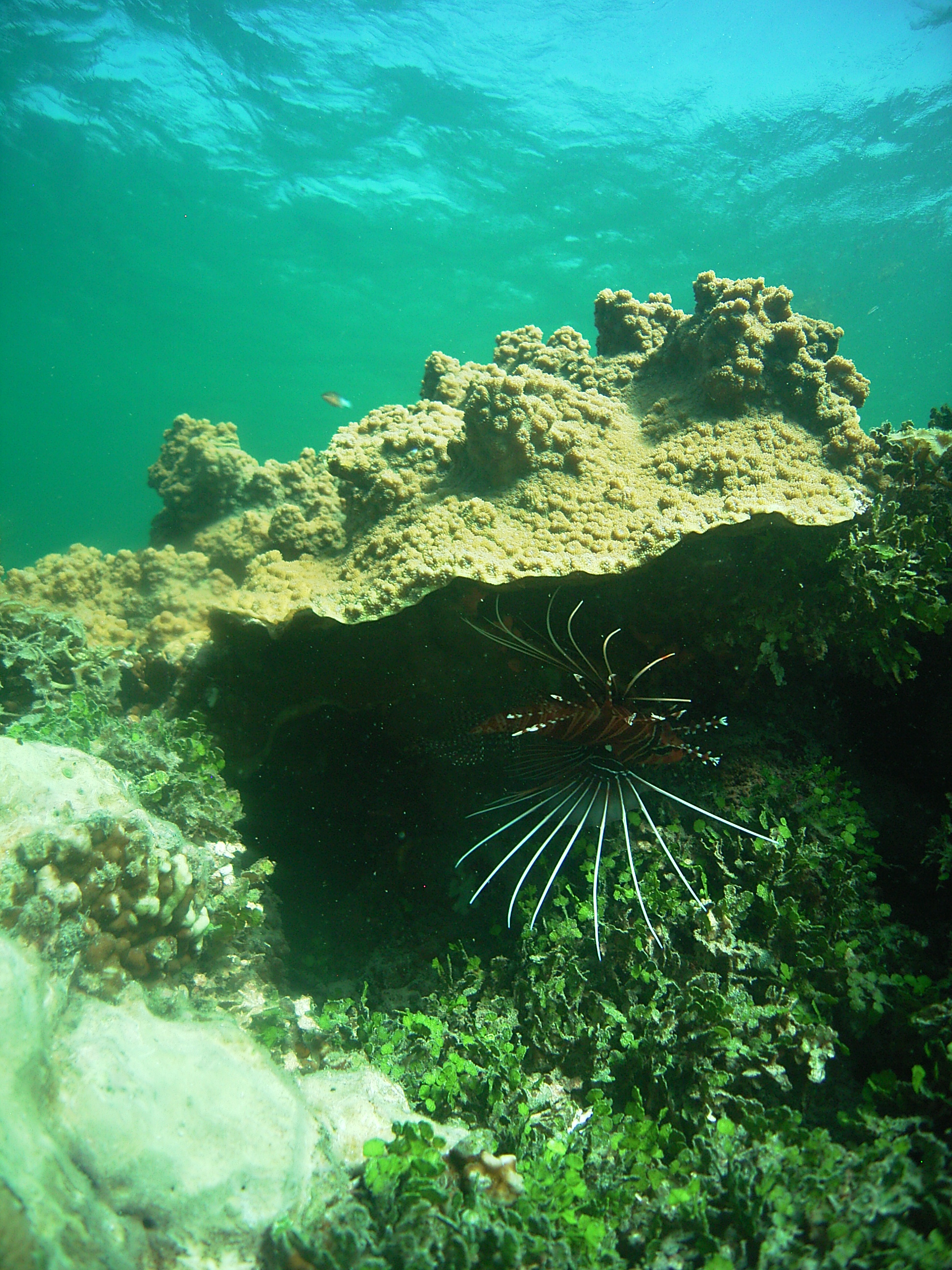 RMRM Reef Assessment Photo 2.jpg