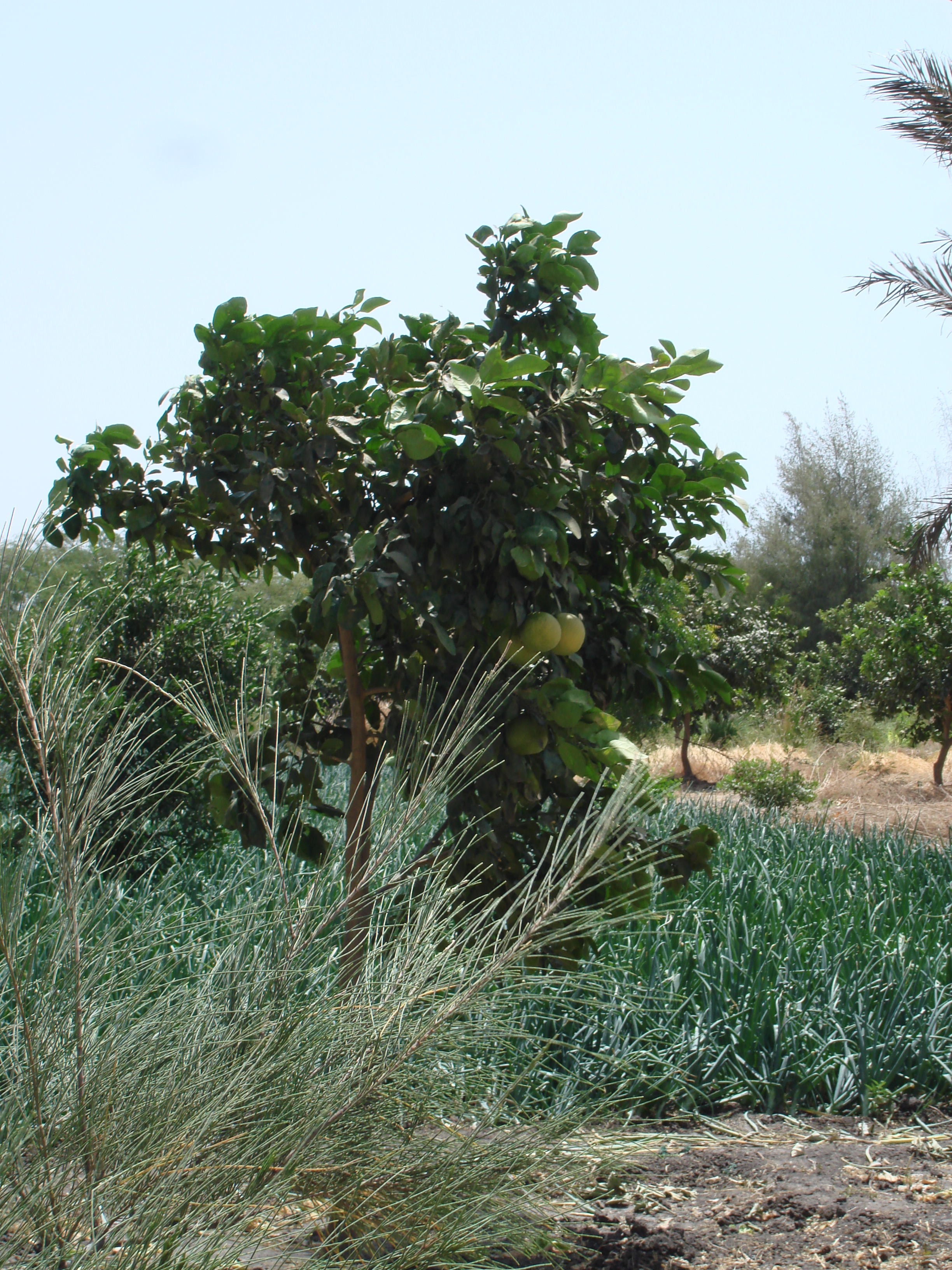 farmers-are-investing-in-fruits-and-vegetables-to-sell-to-hotels-and-tourists.jpg