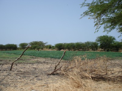 irrigated-vegetables-near-the-demo-sites.jpg