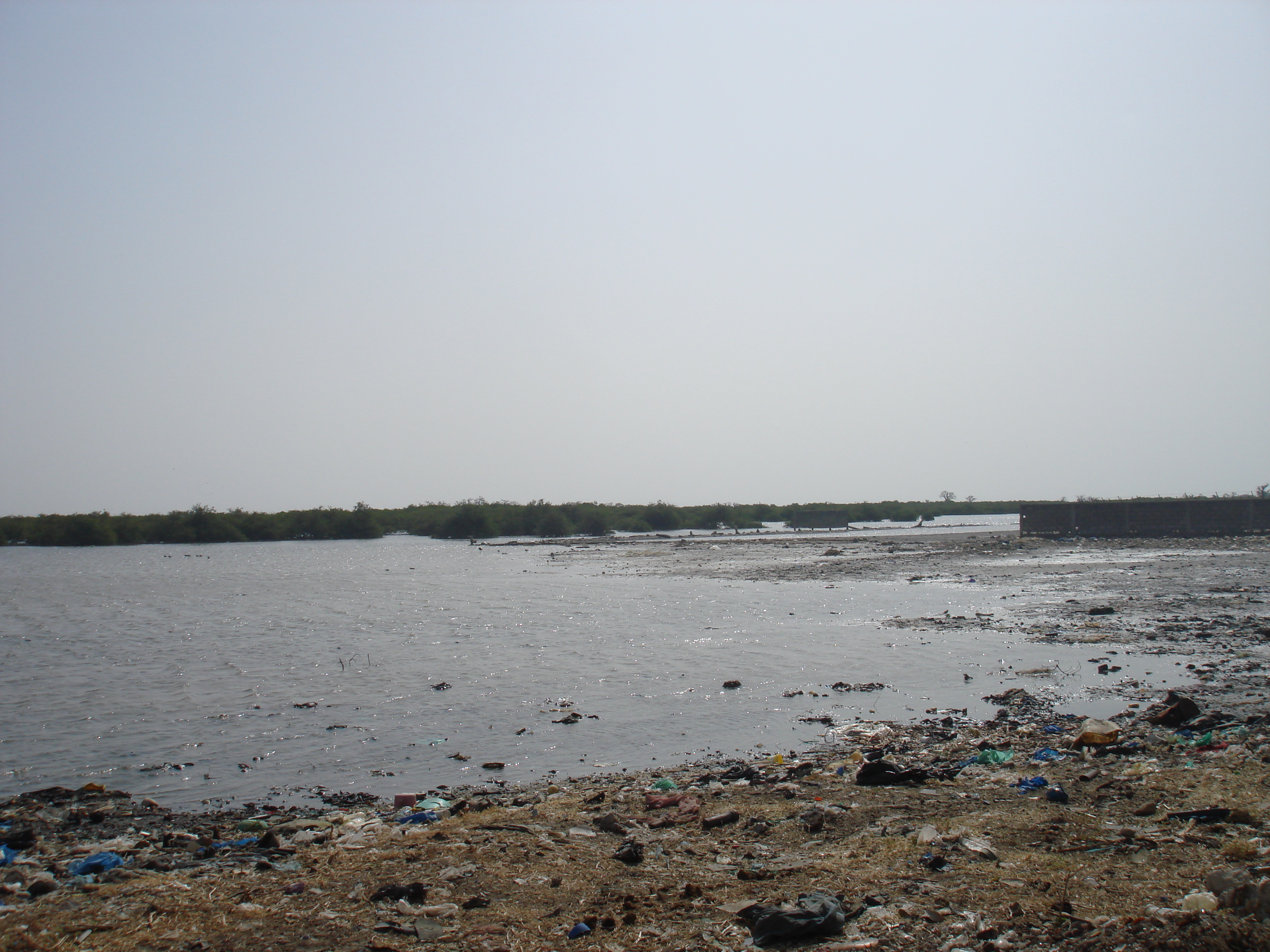 mangrove-area-with-high-level-of-solid-waste-pollution.jpg