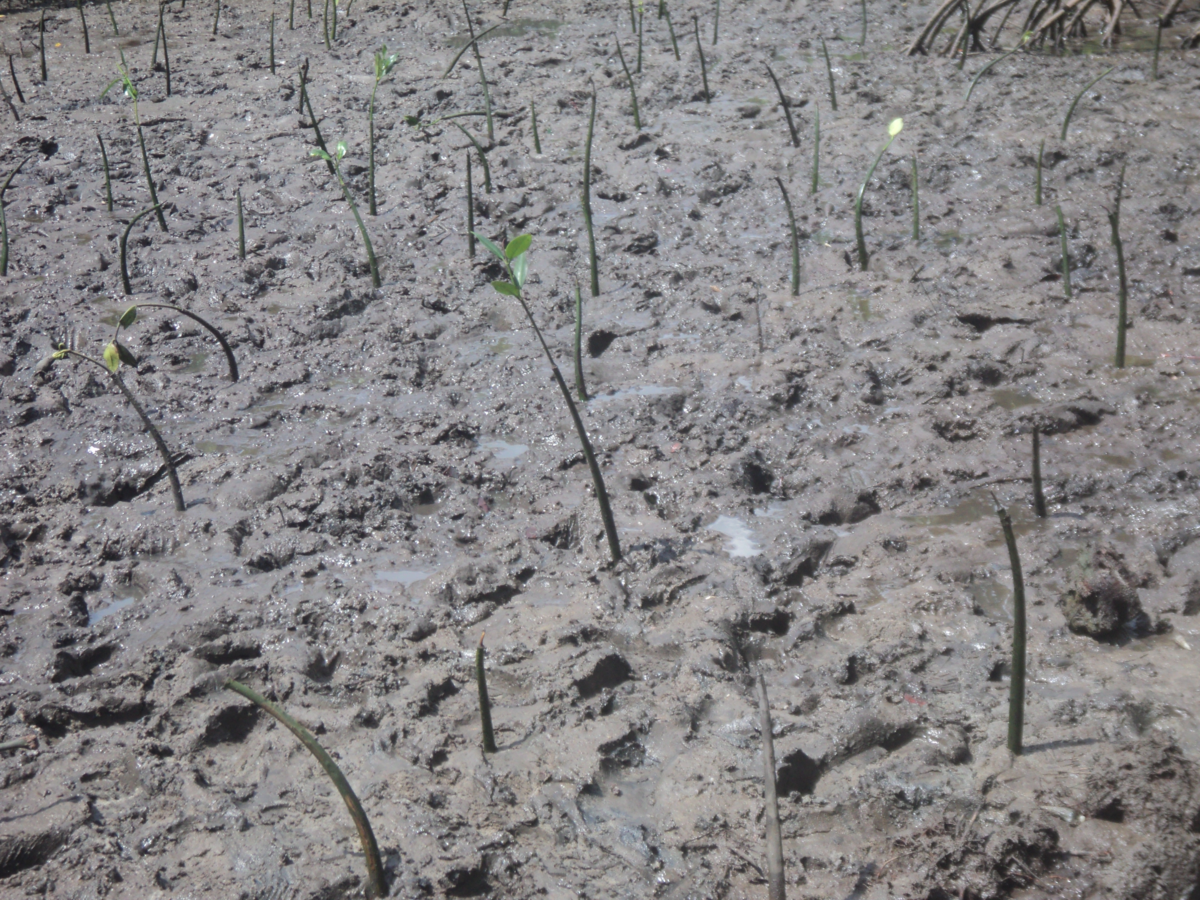 An Area which has already planted the mangroves.JPG