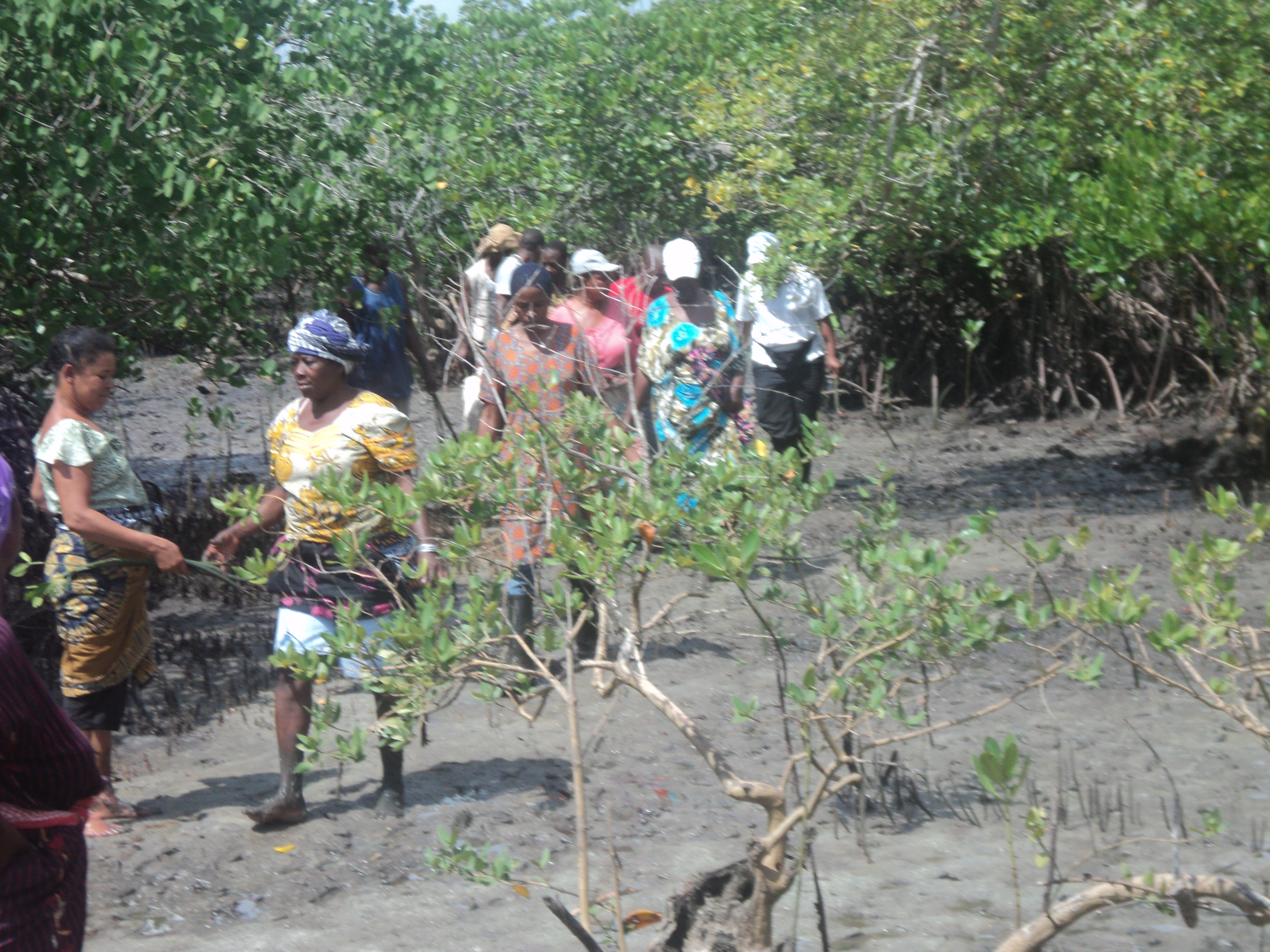 Community members on mangroves area.JPG