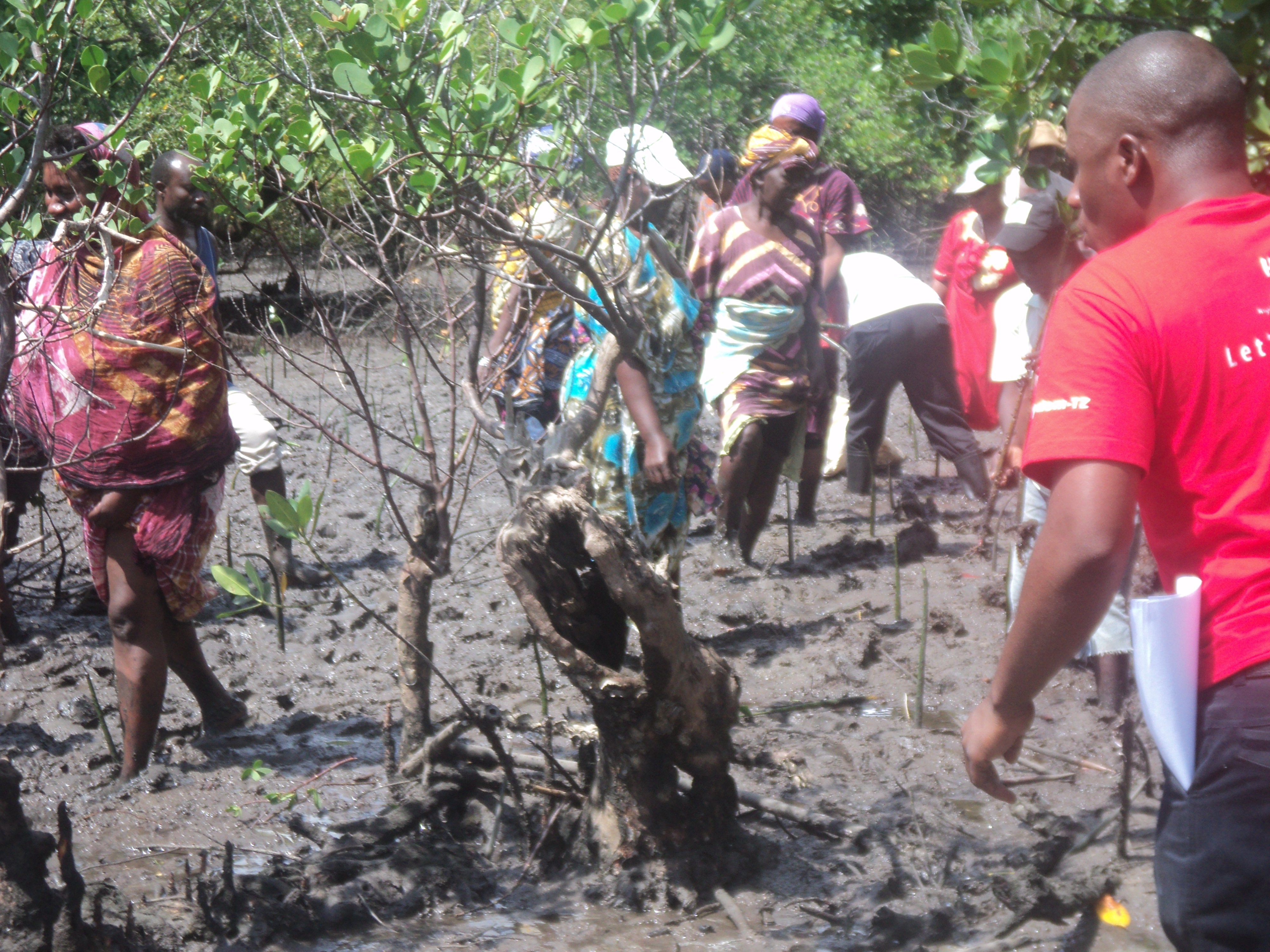 Community members planting the mangroves.JPG