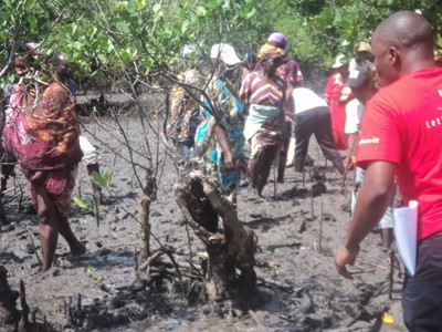 Community members planting the mangroves.JPG