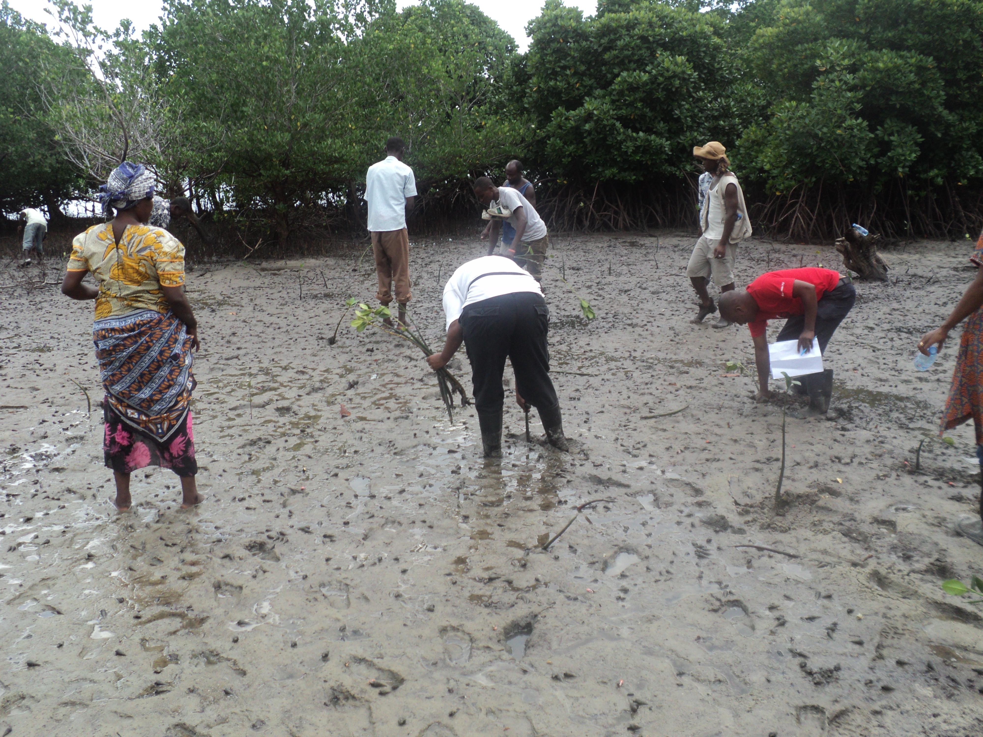 Community planting the mangroves.JPG