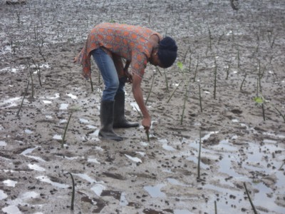 Mangoves officer from the district checking out if the mangroves have been planted well.JPG Mangoves officer from the district checking out if the mangroves have been planted well.JPG