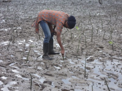 Mangoves officer from the district  checking out if the mangroves have been planted  well.JPG