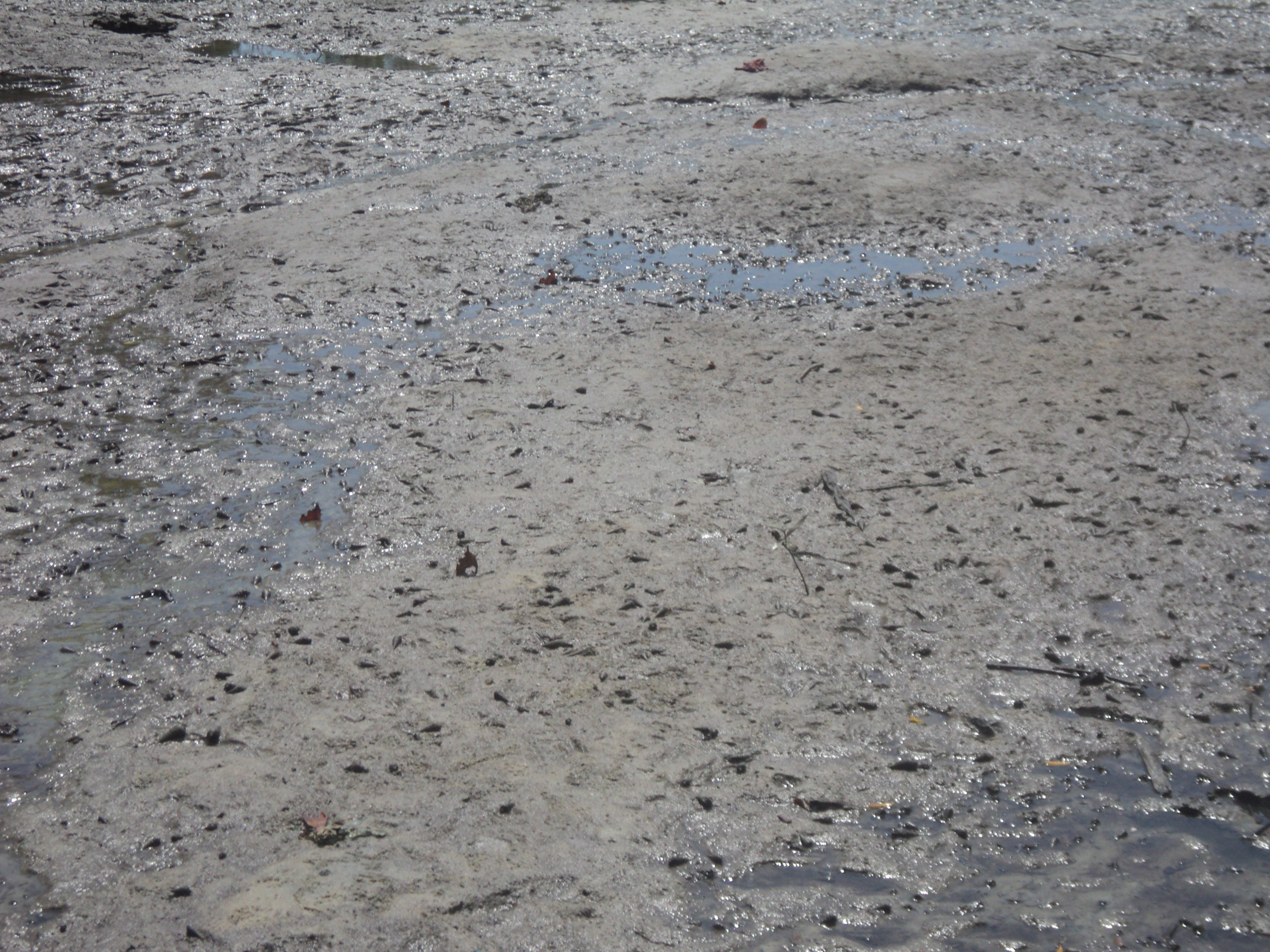 One of the bare area before planting the mangroves at mlingotini.JPG