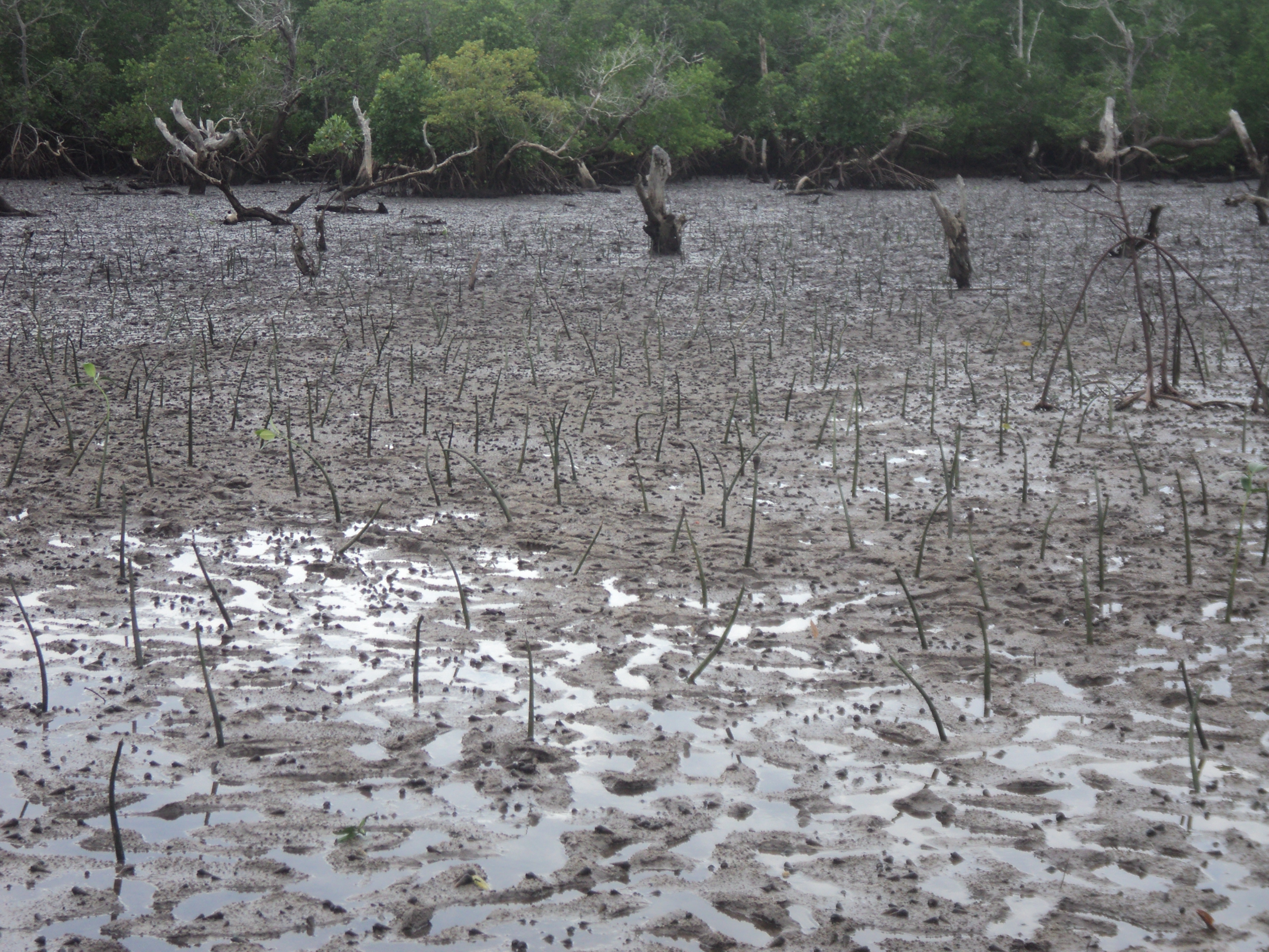 One of the that the mangroves have already planted.JPG