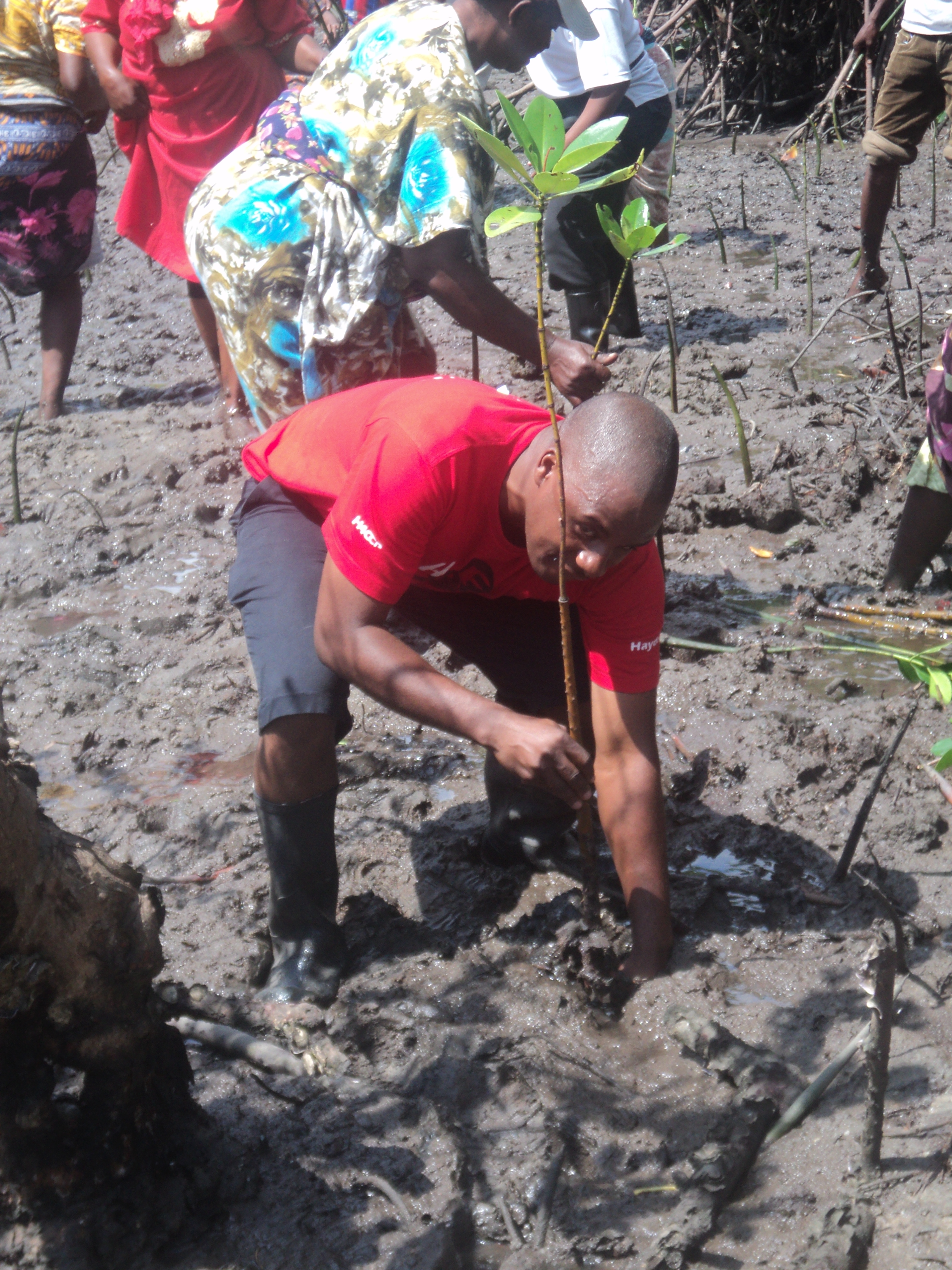 STEP Coordinator during mangroves  planting.JPG