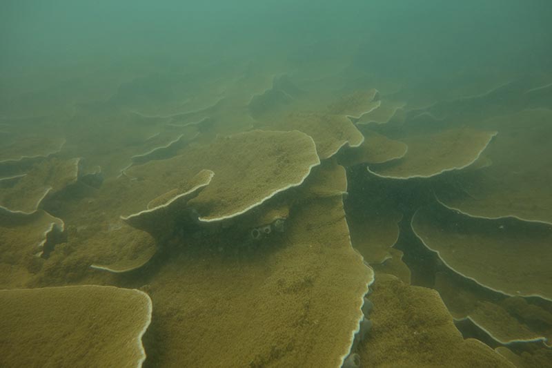 Soft coral identified in Lazy Lagoon during reef asessment.jpg