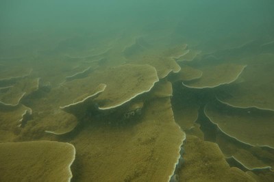 Soft coral identified in Lazy Lagoon during reef asessment.jpg